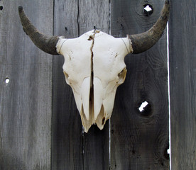 Cow Bull Skull with Horns on Fence