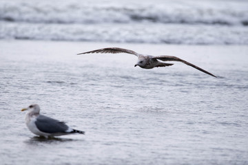海をかすめ飛ぶカモメ