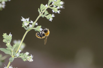 Bombo sopra un fiore
