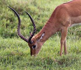 Grant's gazelle male in Lake Nakuru - Kenya