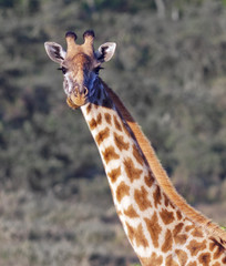 Maasai giraffes in Crater Ngorongoro - Tanzania