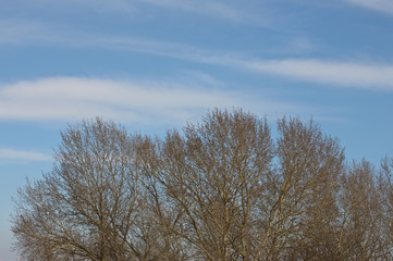 nahezu blattlose Bäume an einem sonnigen Tag am Frühlingsanfang
