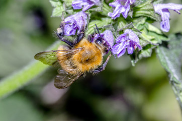 Bombo sopra un fiore che si nutre del nettare