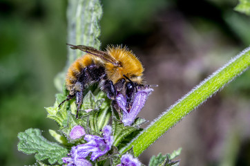 Bombo sopra un fiore che si nutre del nettare