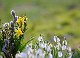 Frühlingserwachen, gelbe Narzissen und Palmkätzchen neben Schneeglöckchen im Gegenlicht