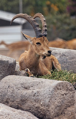 Lying nubian ibex in Hamat Gader, Israel