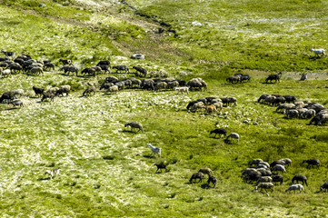 Moldawien, Schafsherde, Kischinau Umgeb., Cricova