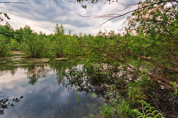 Forest swamp