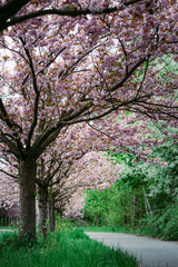 Fototapeta premium Japanese cherry blossoms