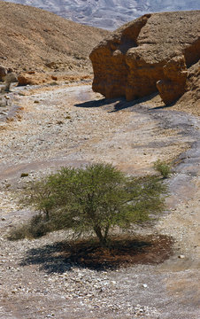 Lonely tree on the bottom of the wadi in the Negev desert, Israel