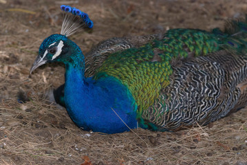 Obraz premium animal