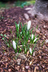 White large dutch giant crocus buds