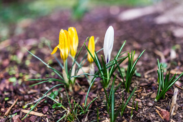 White and yellow large dutch giant crocus buds
