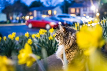 Many yellow daffodils with green leaves during blue hour and maine coon cat watching on front porch - Powered by Adobe