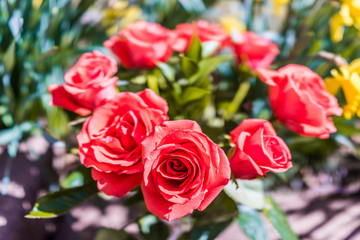 Macro closeup of orange red rose bouquet in vase outside in garden