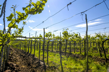 Weingarten, Slowenien, Südslowenien