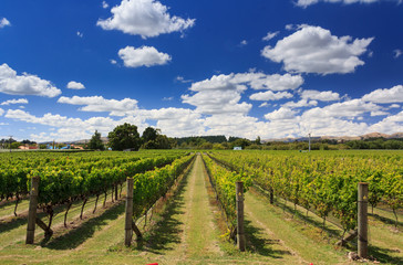 Fototapeta na wymiar Winery green grapes field. Location: New Zealand