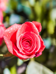 Macro closeup of one orange red rose with water drops