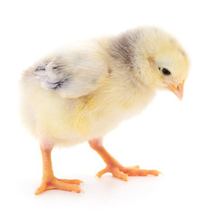 Small yellow chicken