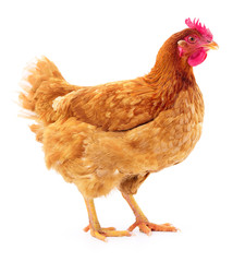 Brown hen isolated.
