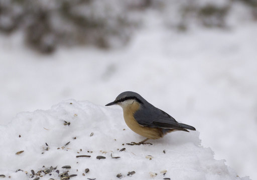 Eurasian nuthatch