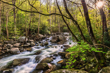 Obraz premium Spring greens and mountain stream, Great Smoky Mountains Tennessee