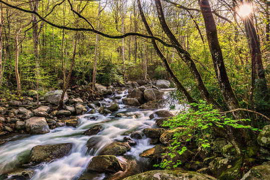 Spring greens and mountain stream, Great Smoky Mountains Tennessee