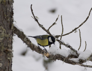 eurasian blue tit