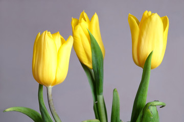 Bouquet of three beautiful yellow tulips on gray background closeup