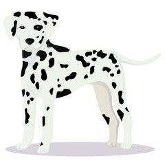 Dalmatian dog