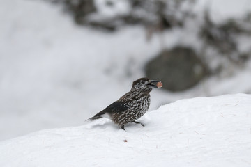 Spotted nutcracker