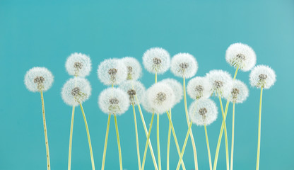 Fototapeta premium Dandelion flower on green color background, group objects on blank space backdrop, nature and spring season concept.