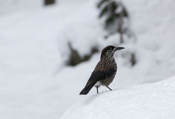 Spotted nutcracker