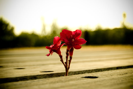 Floreando