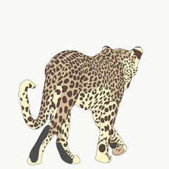 Portrait of a cheetah, hand drawn vector illustration isolated on white background