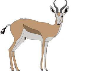 Portrait of a standing springbok, hand drawn vector illustration isolated on white background