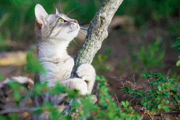 Beautiful cat in forest. Cat on tree