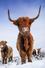 Scottish highlanders in a winter scenery