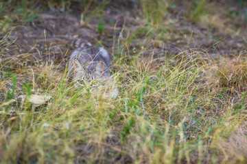 Striped cat in forest. The cat is hunting