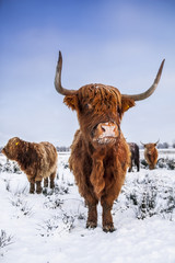 Scottish highlanders in a winter scenery