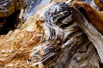 Old wood tree root detail.