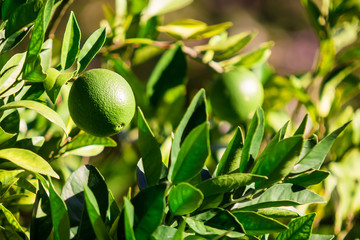 Lime on tree. Summer background