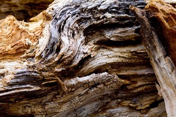 Old wood tree root detail.