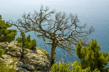 Krim, bei Sudak, Novij Svit, Neue Welt, Küste, Ukraine, Sudak U