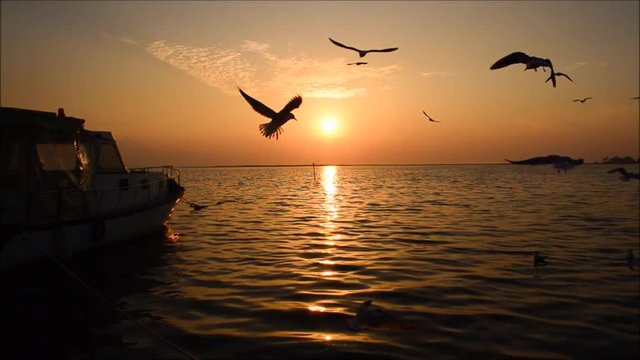 Fishing boat on sea at sunset in Izmir - Turkey. Seagulls swimming and flying on the sea, silhouette.
