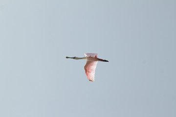  Spatola rosata Platalea ajaja: