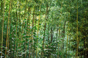 Obraz premium Bamboo forest. Bamboo texture