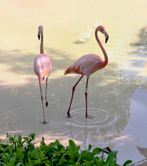 Flamingos in the park as xcaret - Mexico