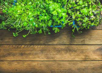 Homegrown radish kress, water kress and coriander sprouts in blue plastic pots on rustic wooden tray background, top view, copy space