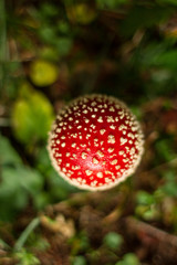 Amanita Muscaria mushroom in its natural habitat